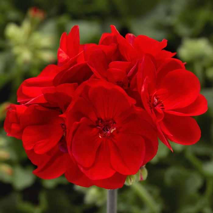 Calliope&reg; Medium Bright Scarlet Dark Leaf - Pelargonium (Interspecific Geranium) from Milmont Greenhouses