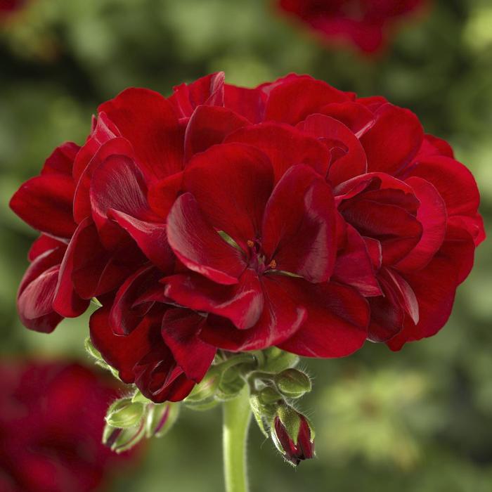 Calliope&reg; Medium Dark Red Green Leaf - Pelargonium (Interspecific Geranium) from Milmont Greenhouses