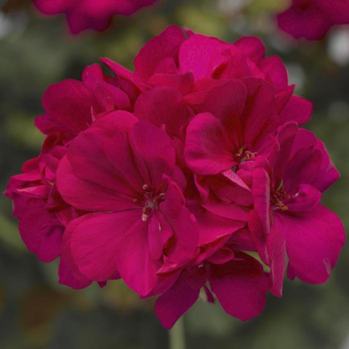 Calliope&reg; Medium Hot Pink - Pelargonium (Interspecific Geranium) from Milmont Greenhouses