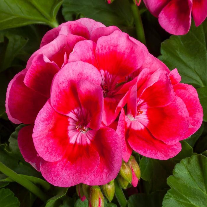 Calliope&reg; Medium Rose Mega Splash Improved - Pelargonium (Interspecific Geranium) from Milmont Greenhouses