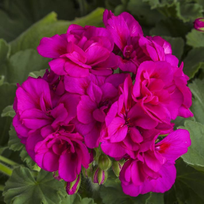 Calliope&reg; Medium Violet - Pelargonium (Interspecific Geranium) from Milmont Greenhouses