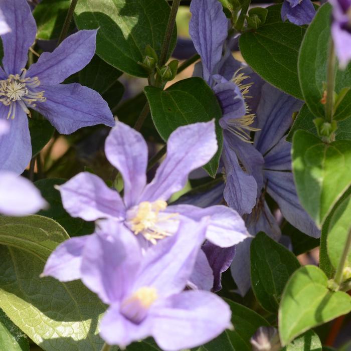 'Arabella' - Clematis from Milmont Greenhouses