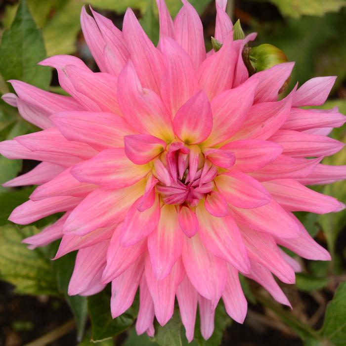 MegaBloom XXL 'Pink Lemonade' - Dahlia from Milmont Greenhouses