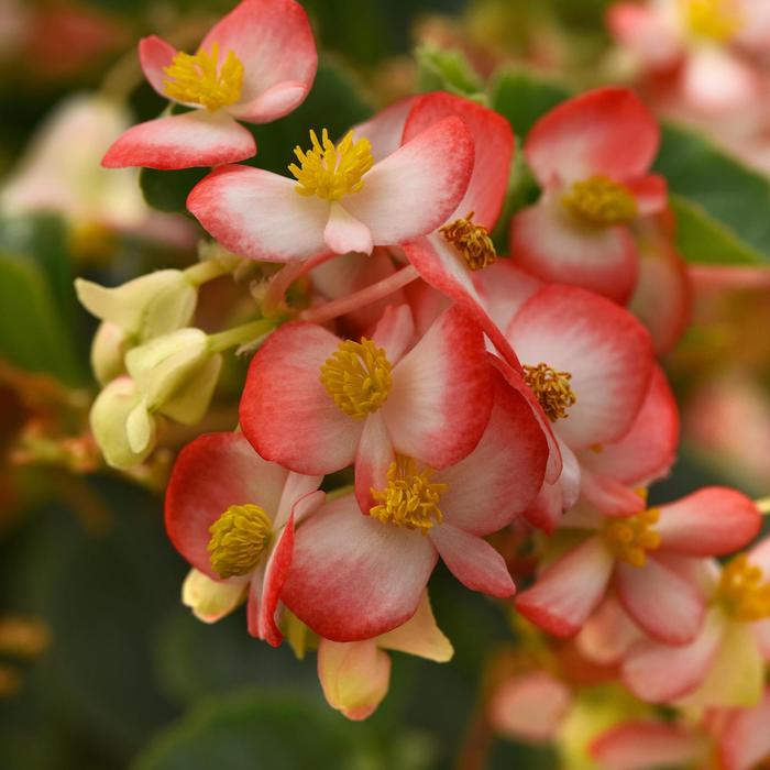 Hula&trade; Red White Bicolor - Begonia from Milmont Greenhouses