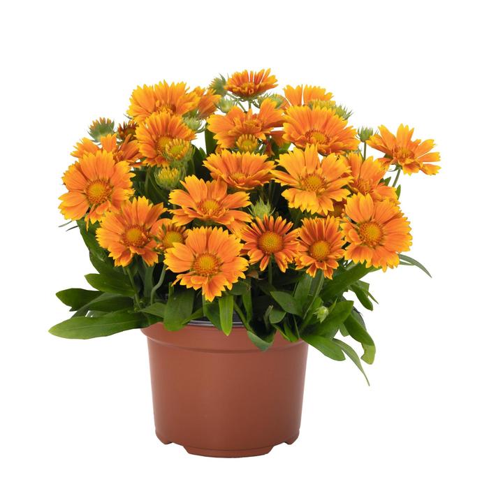 'SpinTop Mango' Blanket Flower - Gaillardia aristata from Milmont Greenhouses