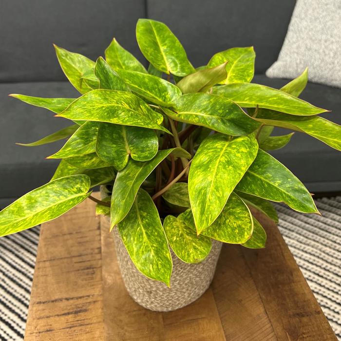 Prismacolor&trade; 'Painted Lady' - Philodendron erubescens from Milmont Greenhouses