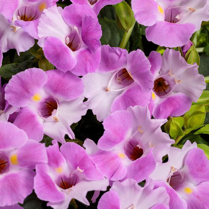 Catalina&reg; Pink - Torenia (Wishbone Plant) from Milmont Greenhouses