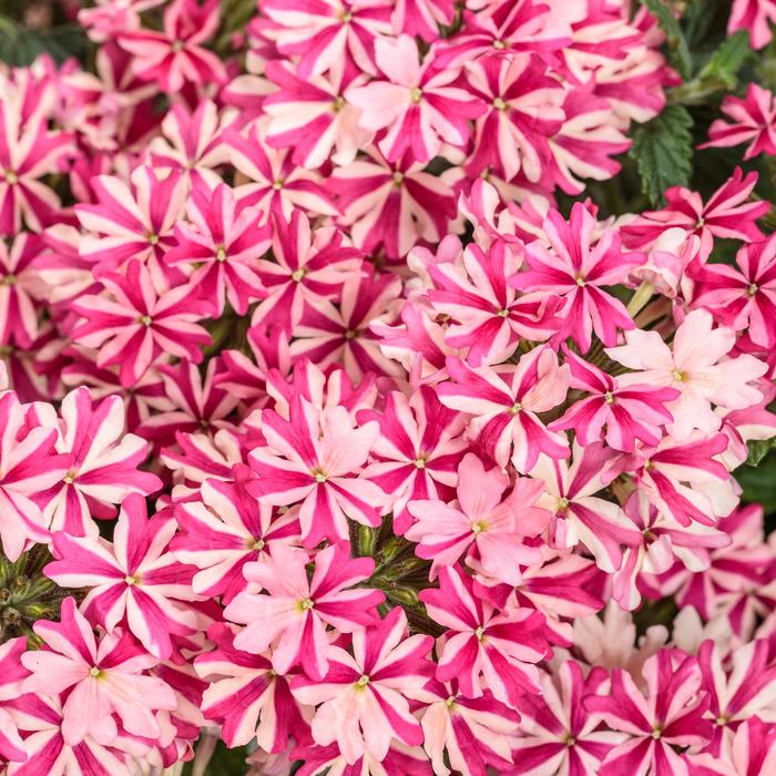 Superbena &reg; Cherryburst - Verbena from Milmont Greenhouses