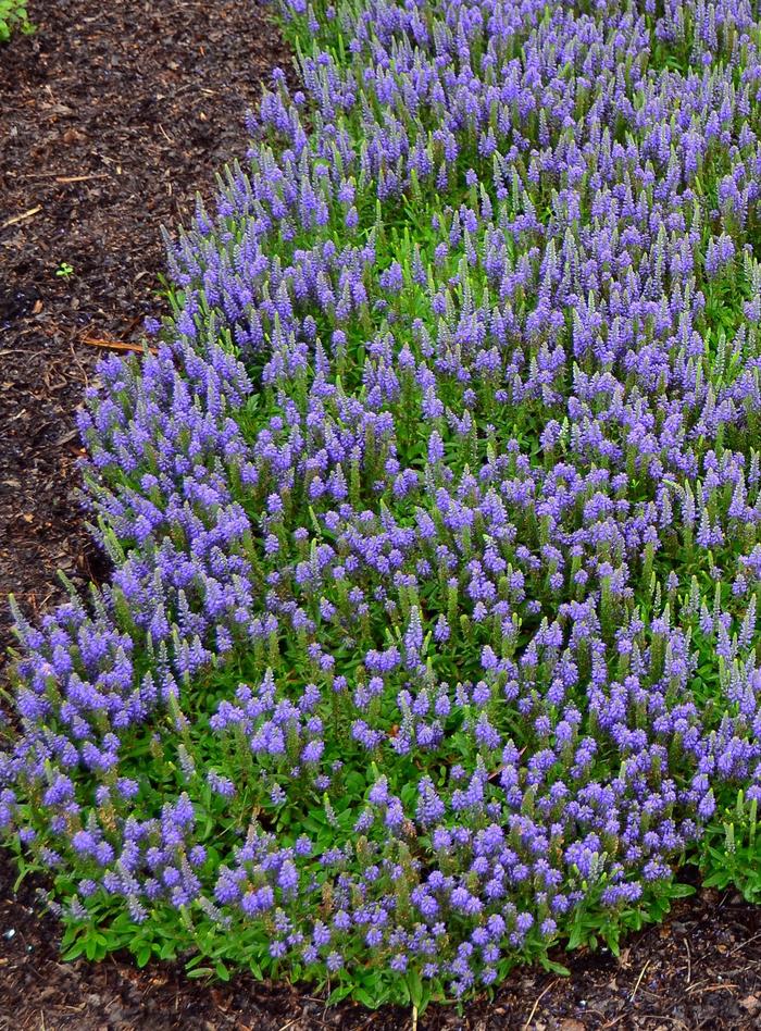 Blue Sprite Speedwell - Veronica 'Blue Sprite' PP29581 (Speedwell) from Milmont Greenhouses