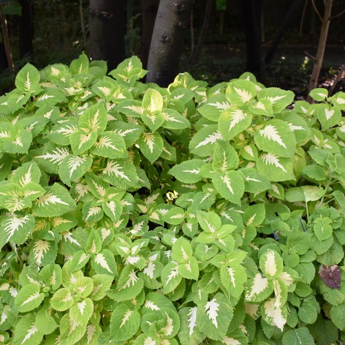 Kong Jr.&trade; 'Green Halo' - coleus scutellarioides from Milmont Greenhouses