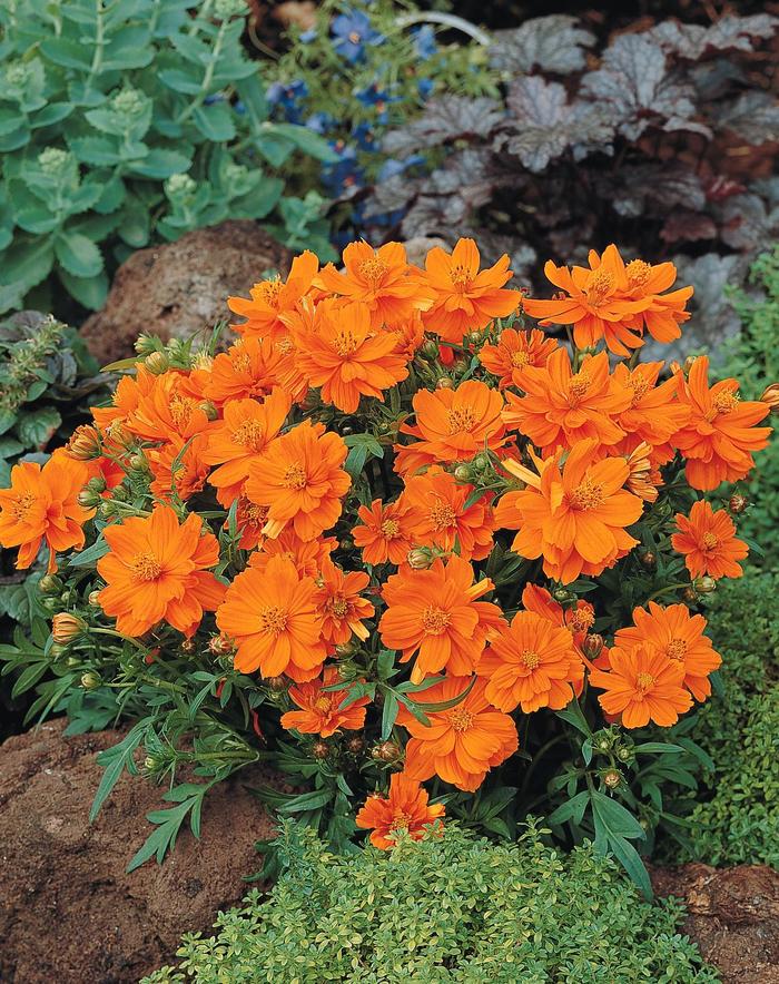 'Cosmic Orange' - Cosmos bipinnatus from Milmont Greenhouses