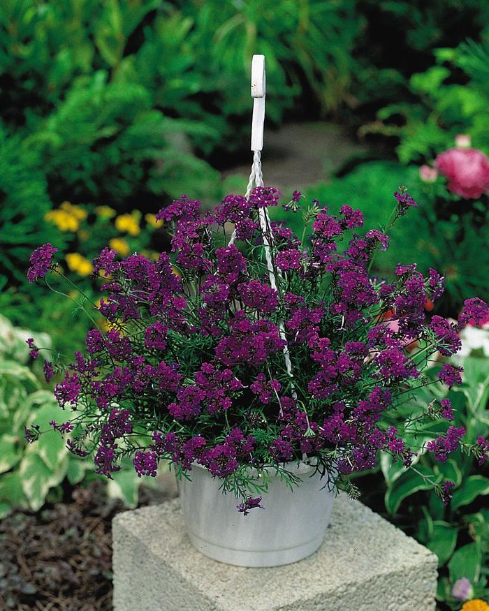 'Imagination' - Verbena from Milmont Greenhouses