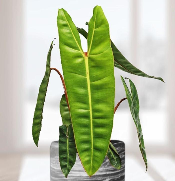 Philodendron - Philodendron billietiae from Milmont Greenhouses