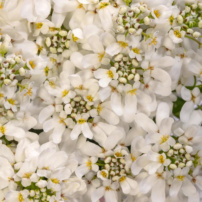 Whistler&trade; White Candytuft - Iberis sempervirens from Milmont Greenhouses