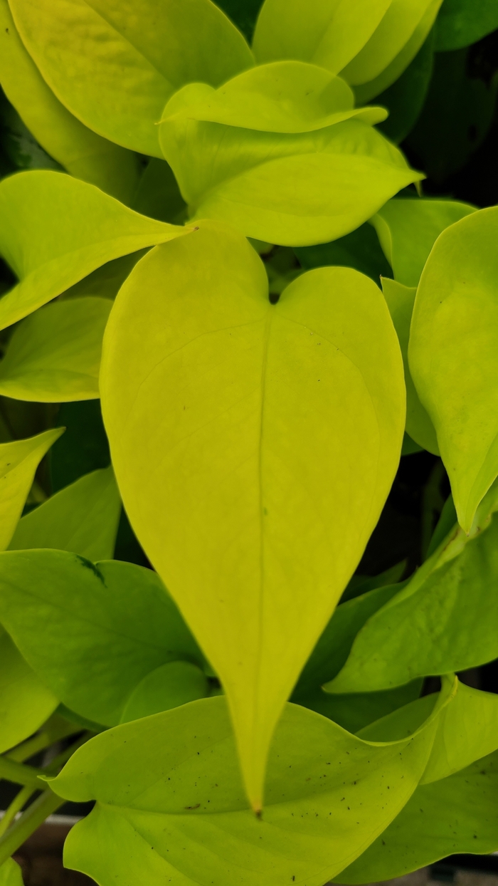 'Neon' Pothos - Epipremnum aureum from Milmont Greenhouses