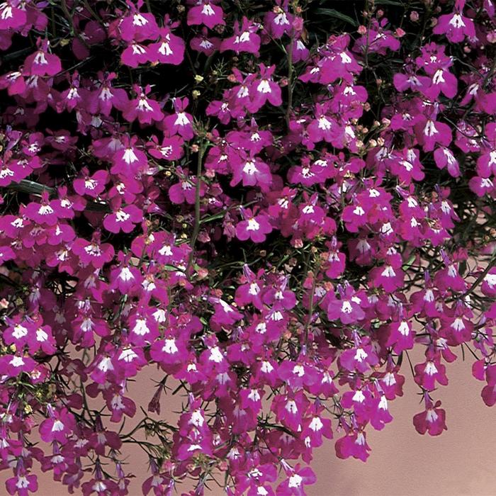 'Regatta Rose' - Lobelia erinus from Milmont Greenhouses