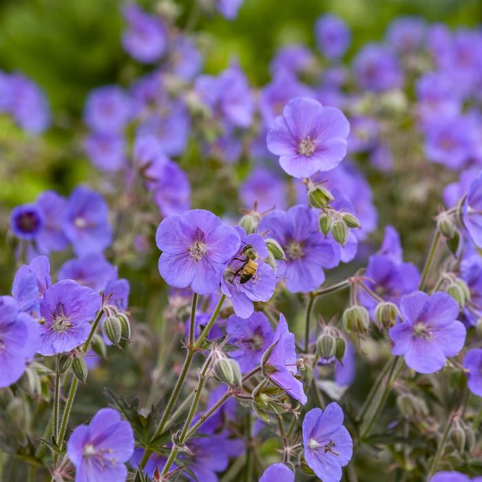 'Boom Chocolatta' Hardy Geranium - Geranium pratense from Milmont Greenhouses