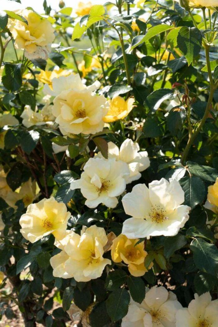  Knock Out&reg; Easy Bee-zy&trade; Rose - Rosa x from Milmont Greenhouses