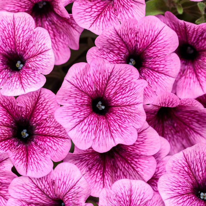 Supertunia Mini Vista&reg; 'Plum Veined' - Petunia from Milmont Greenhouses