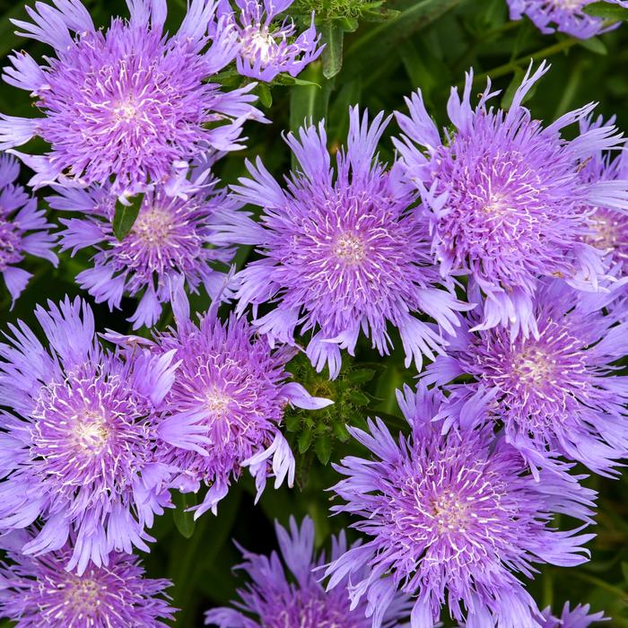 Totally Stoked&trade; 'Riptide' Stoke's Aster - Stokesia laevis from Milmont Greenhouses