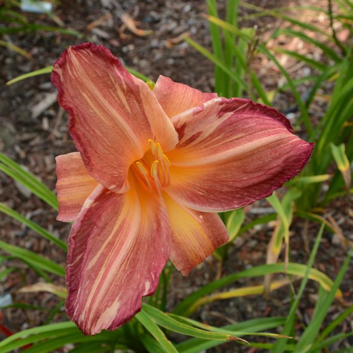 'Pink Stripes' Daylily - Hemerocallis from Milmont Greenhouses