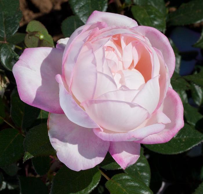 'Best Kept Secret&trade;' Tea Rose - Rosa from Milmont Greenhouses