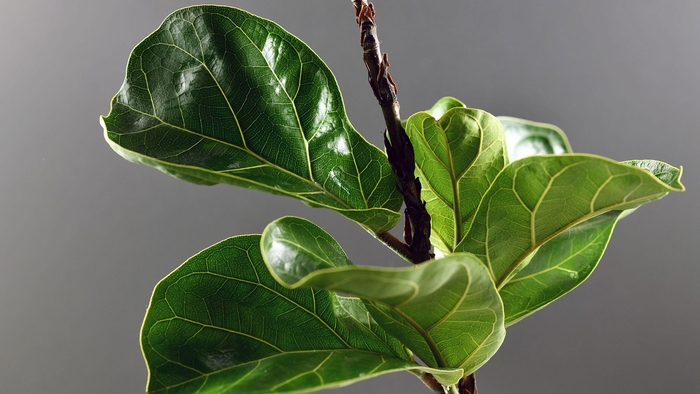 Fiddle Leaf Fig - Ficus lyrata from Milmont Greenhouses