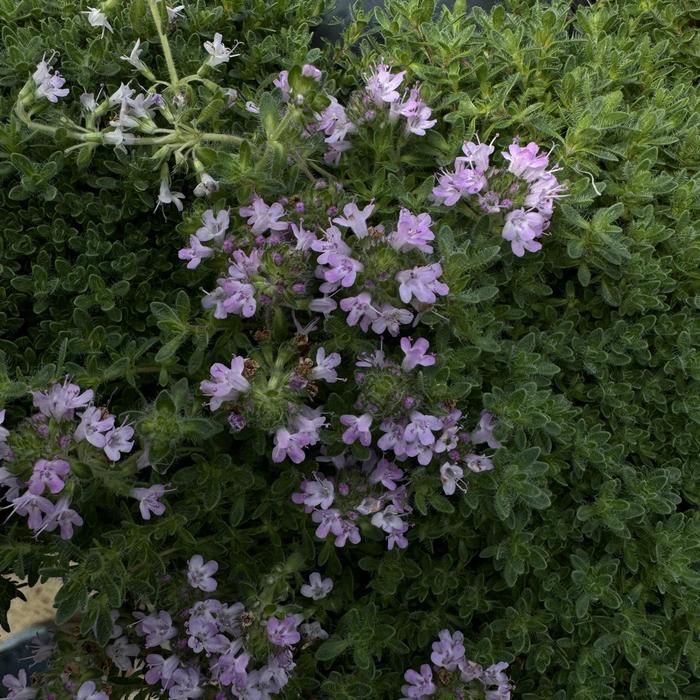 Pink Chintz Thyme - Thymus serpyllum 'Pink Chintz' (Thyme) from Milmont Greenhouses