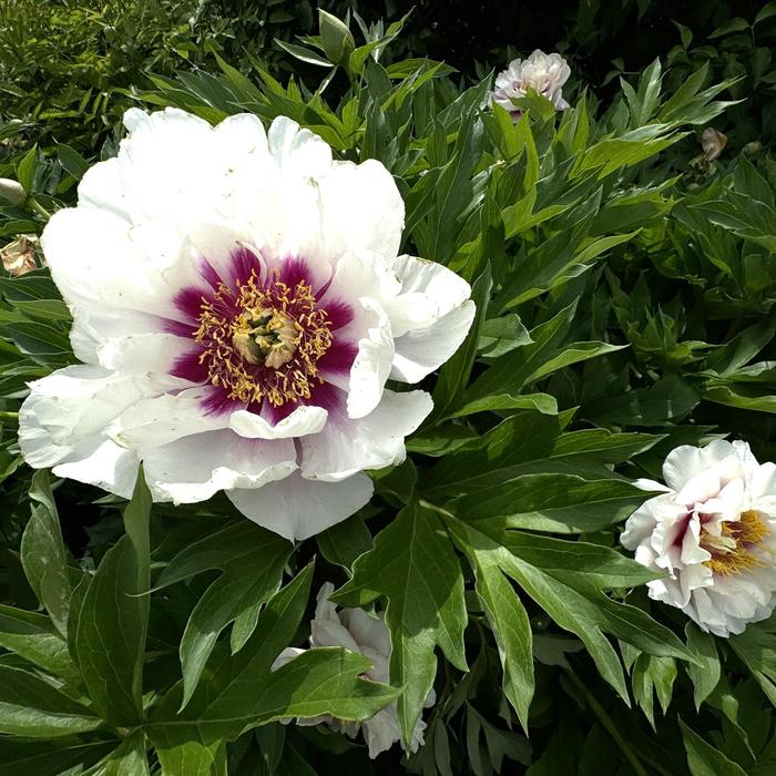 'Cora Louise' Itoh Peony - Paeonia from Milmont Greenhouses