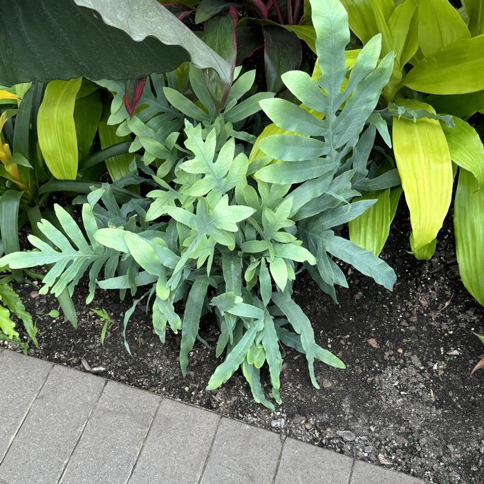 Blue Star Fern - Phlebodium aureum from Milmont Greenhouses