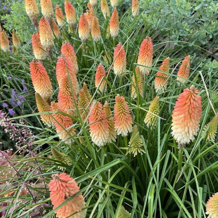 Pyromania&trade; 'Hot and Cold' - Kniphofia (Red Hot Poker) from Milmont Greenhouses