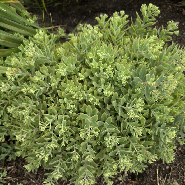 Rock 'N Grow&reg; 'Pure Joy' - Sedum (Stonecrop) from Milmont Greenhouses