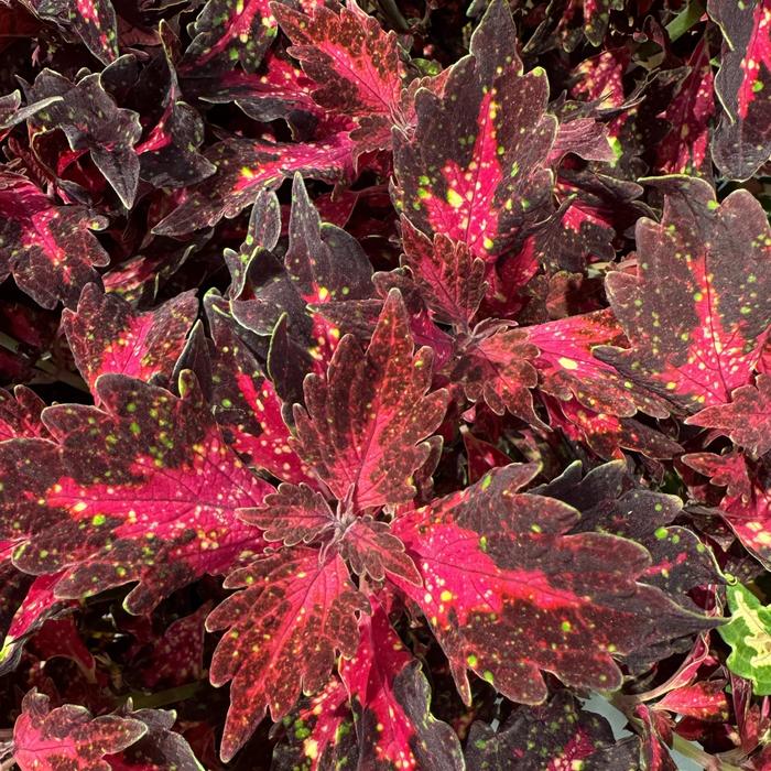 Down Town&reg; 'Santa Monica' - Coleus from Milmont Greenhouses