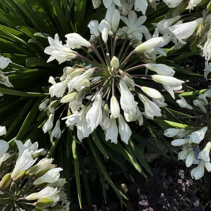 'Galaxy White' Lily of the Nile - Agapanthus from Milmont Greenhouses