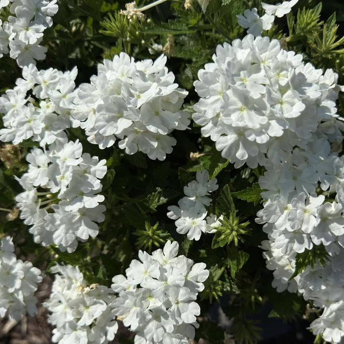 Superbena&reg; 'Whiteout&trade;' - Verbena from Milmont Greenhouses
