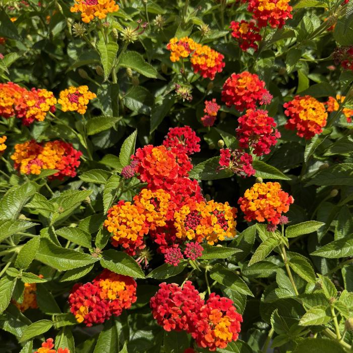 Luscious&reg; 'Citrus Blend&trade;' - Lantana camara from Milmont Greenhouses