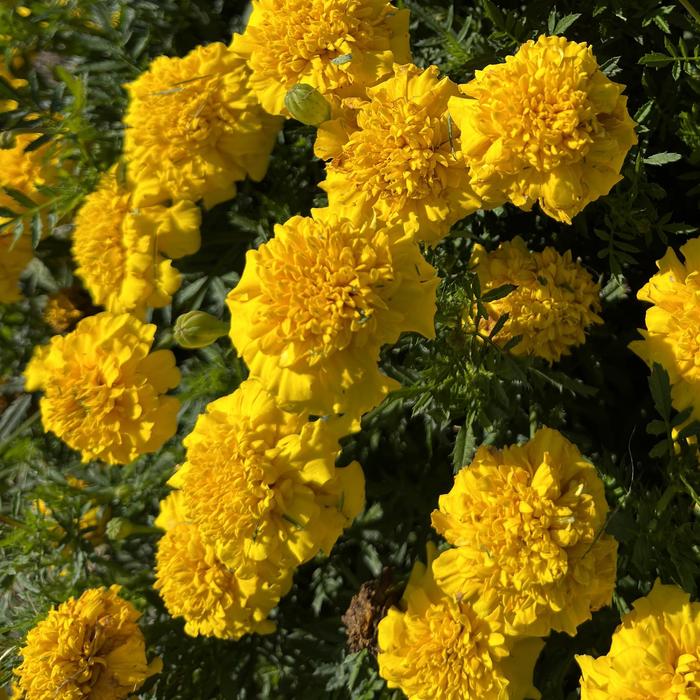 Bonanza 'Yellow' - Tagetes patula (French Marigold) from Milmont Greenhouses