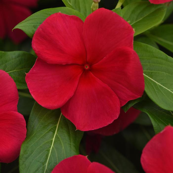 Titan-ium&trade; Dark Red - Catharanthus roseus (Vinca, Periwinkle) from Milmont Greenhouses