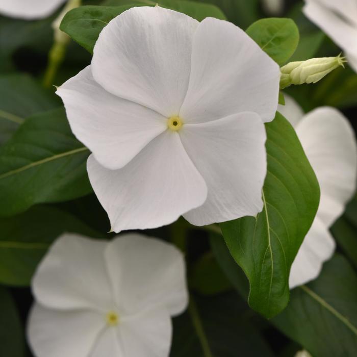 Titan-ium&trade; White - Catharanthus roseus (Vinca, Periwinkle) from Milmont Greenhouses