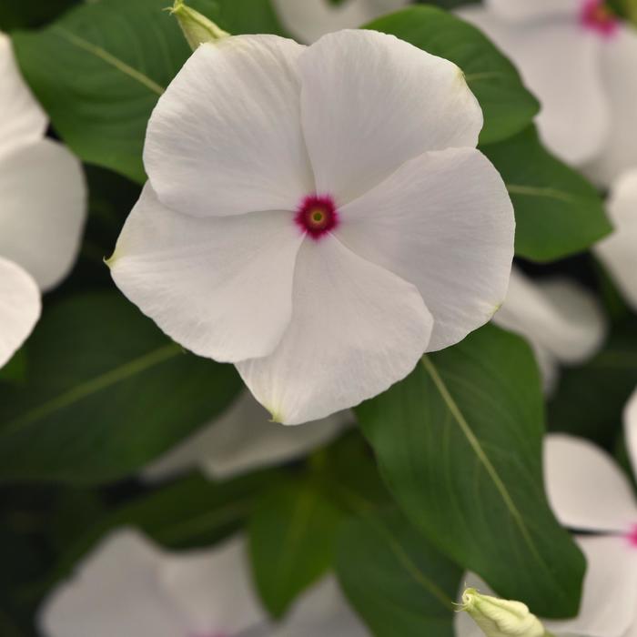 Titan-ium&trade; Polka Dot - Catharanthus roseus (Vinca, Periwinkle) from Milmont Greenhouses