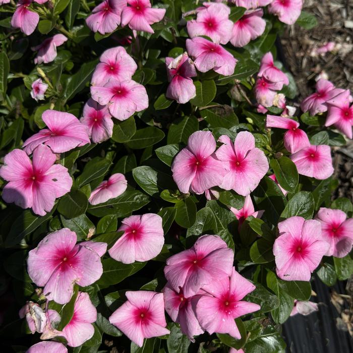 Titan-ium&trade; Blush - Catharanthus roseus (Vinca, Periwinkle) from Milmont Greenhouses