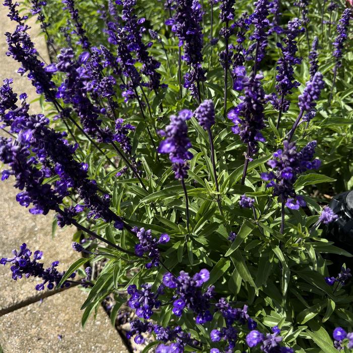 'Evolution&reg; Violet' Mealycup sage - Salvia farinacea from Milmont Greenhouses