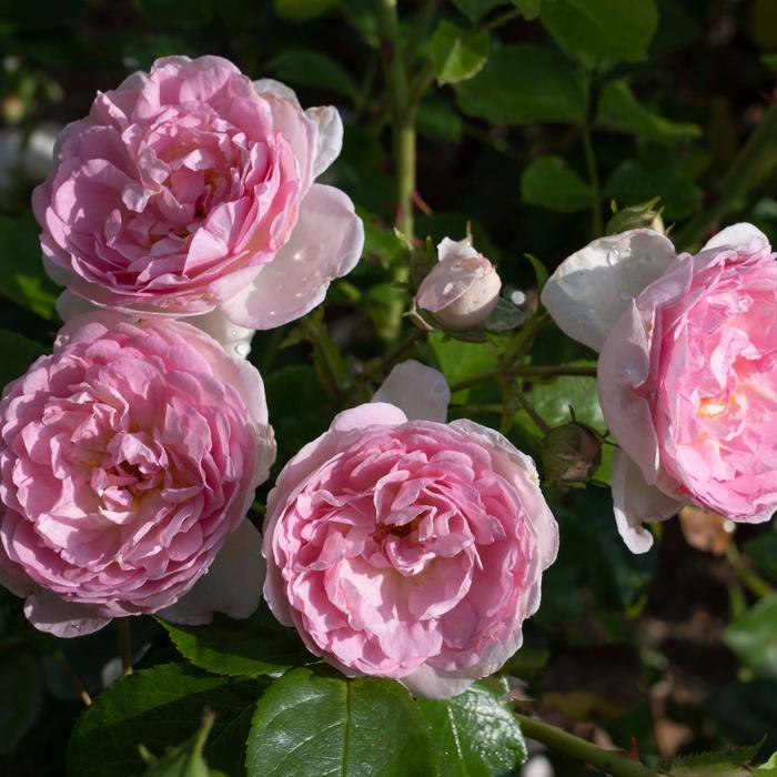 Romantica&reg; Ball Gown&trade; Hybrid Tea Rose - Rosa from Milmont Greenhouses