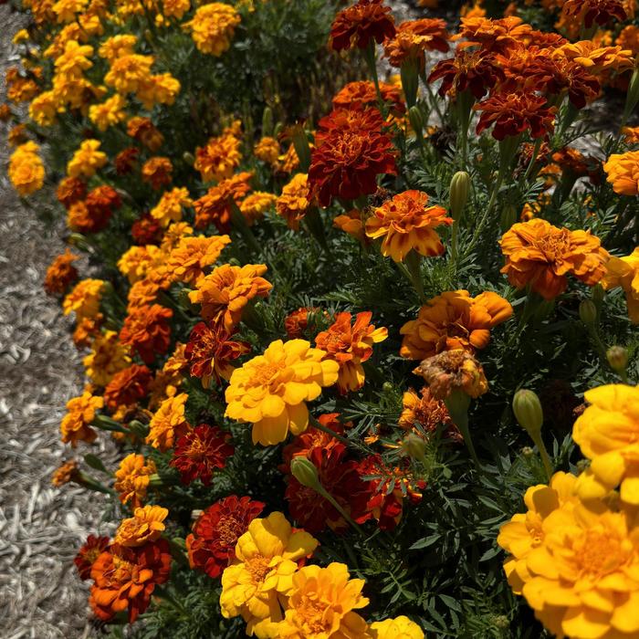Durango&reg; Mix - Tagetes patula (French Marigold) from Milmont Greenhouses
