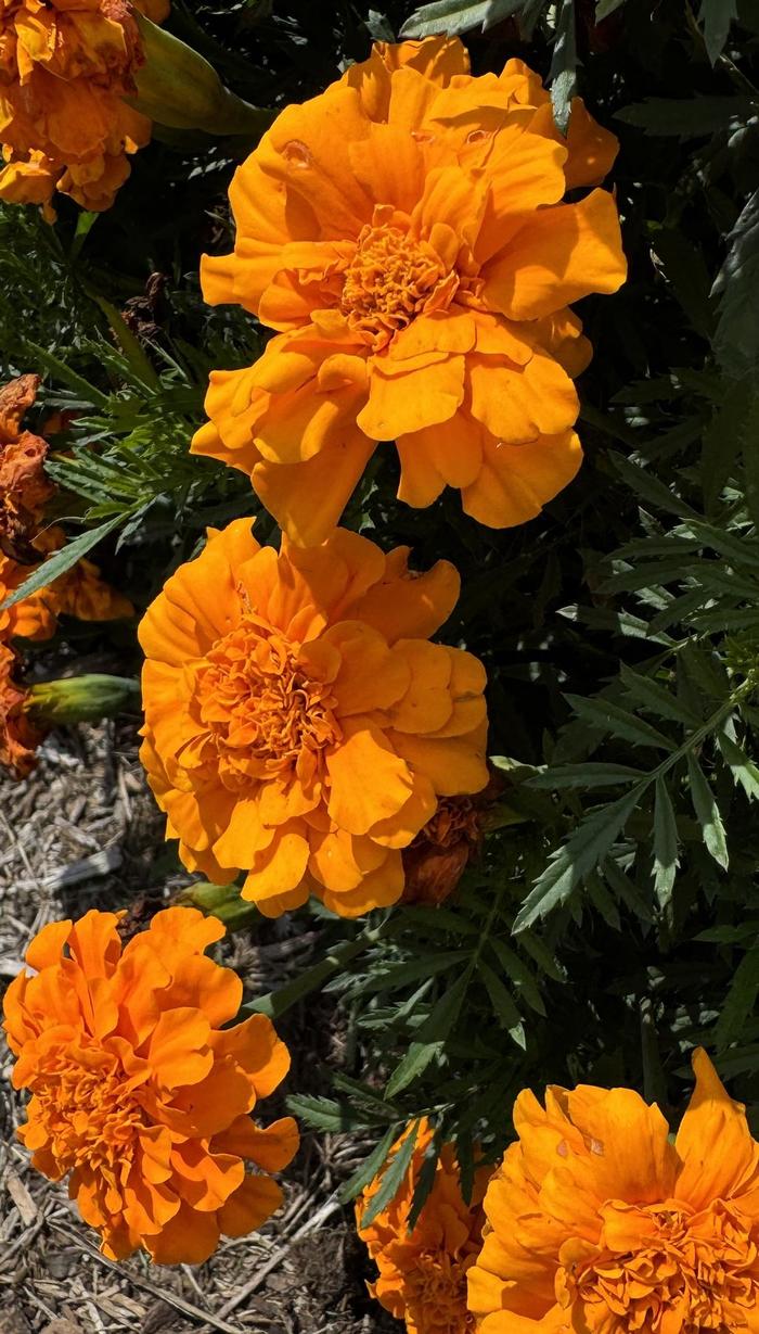 Durango&reg; Orange - Tagetes patula (French Marigold) from Milmont Greenhouses