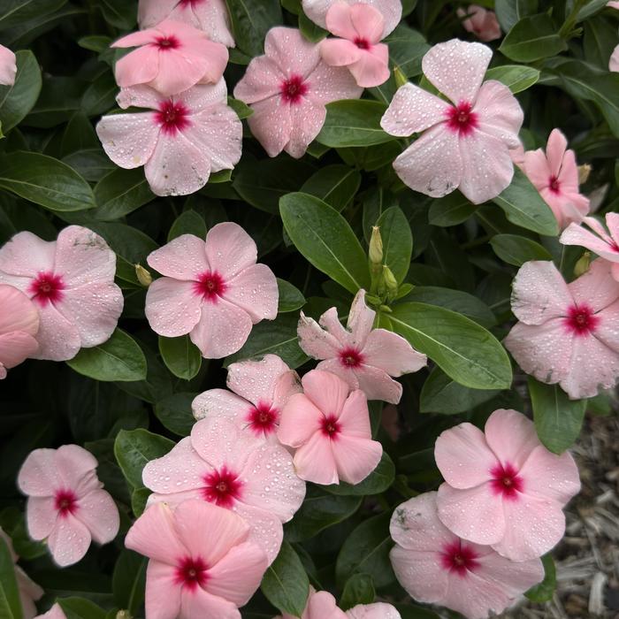 Titan-ium&trade; Apricot - Catharanthus roseus (Vinca, Periwinkle) from Milmont Greenhouses