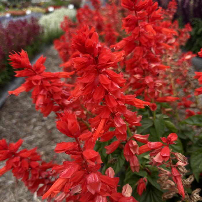 'Grandstand Red' - Salvia splendens from Milmont Greenhouses