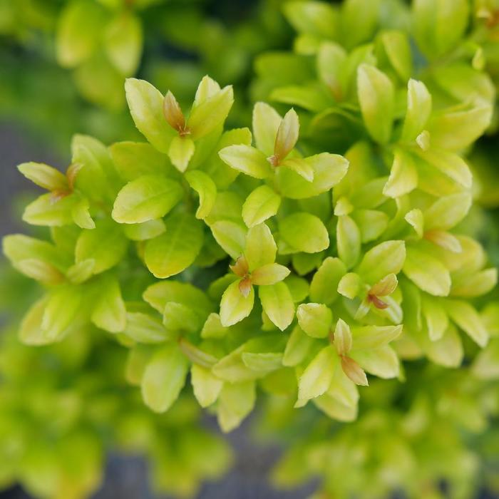 Glow Pop&reg; Japanese Holly - Ilex crenata from Milmont Greenhouses