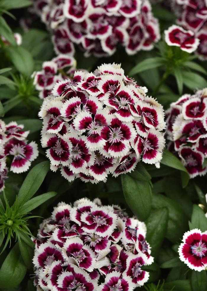 Dart&trade; Red White Picotee - Dianthus barbatus (Sweet William) from Milmont Greenhouses