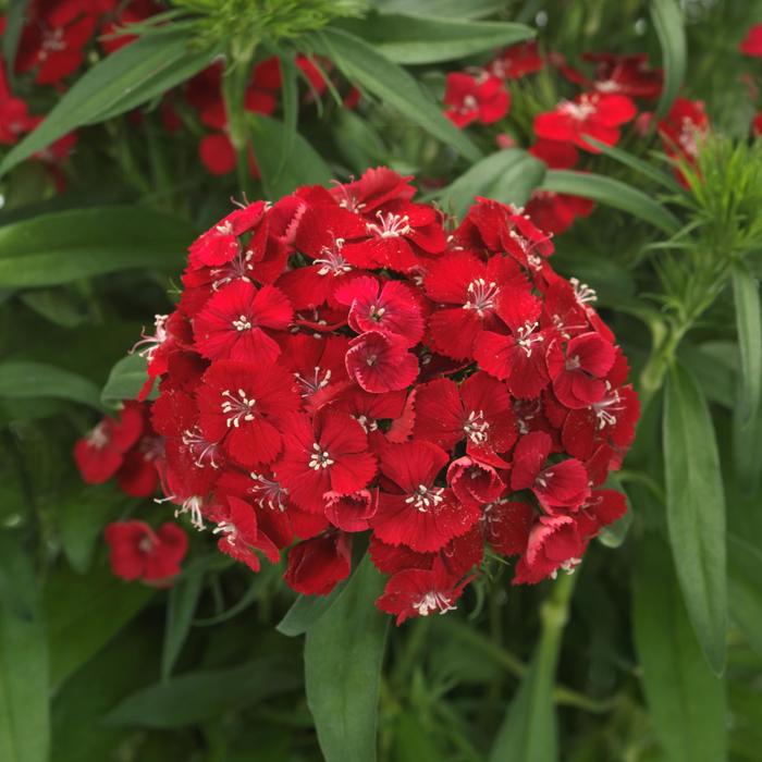 Dart&trade; Scarlet - Dianthus barbatus (Sweet William) from Milmont Greenhouses